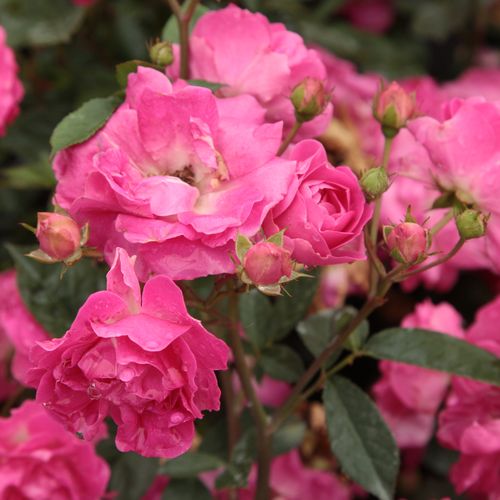 Rosa Lippay János - roz - Trandafir copac cu trunchi înalt - cu flori mărunți - coroană tufiș